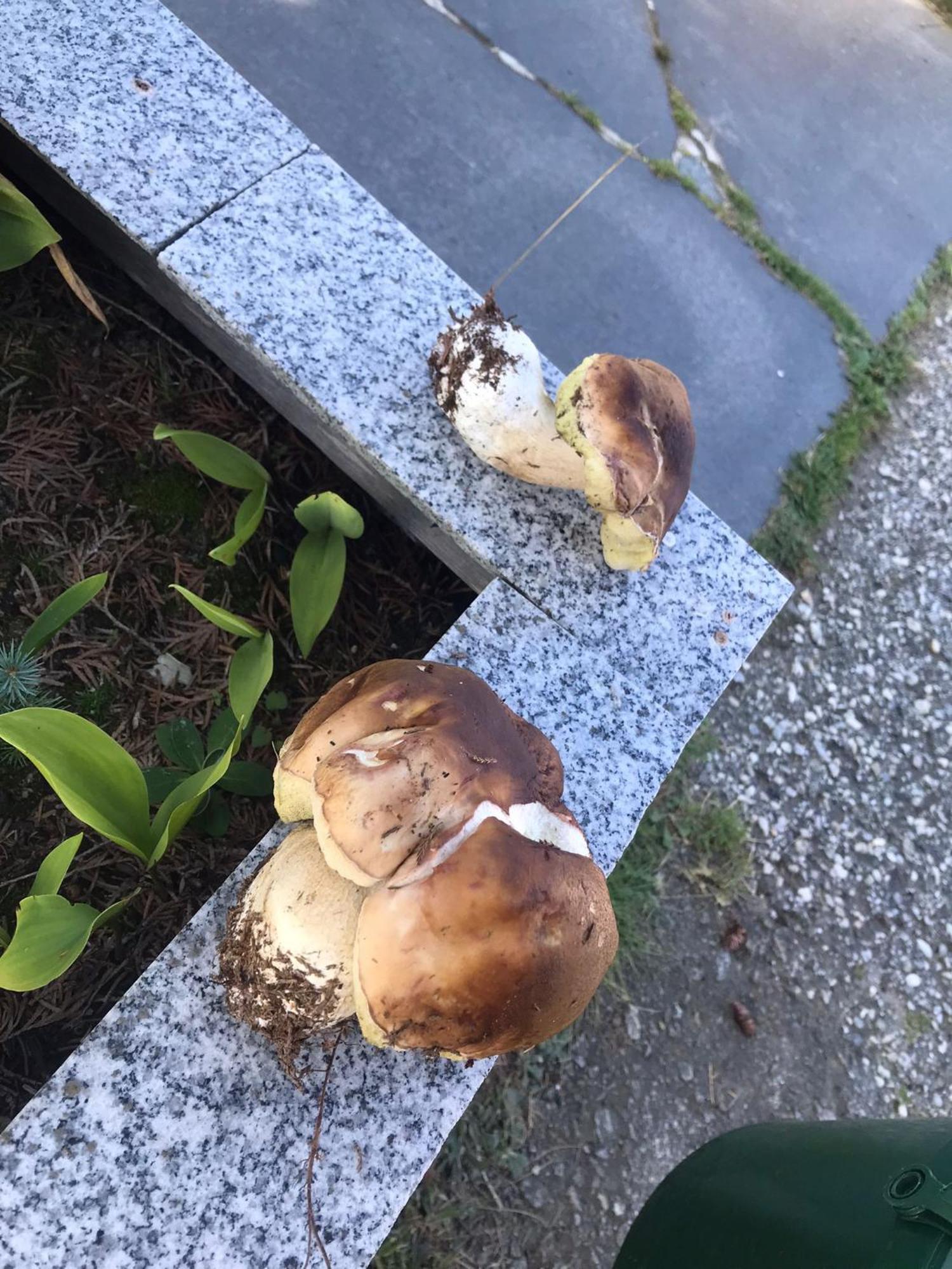 Zur Neuen Post Landgasthof Herzogsreut Kültér fotó